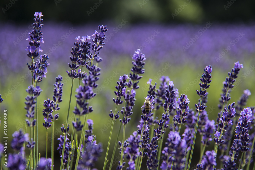 Obraz premium lavender meadow closeup serene