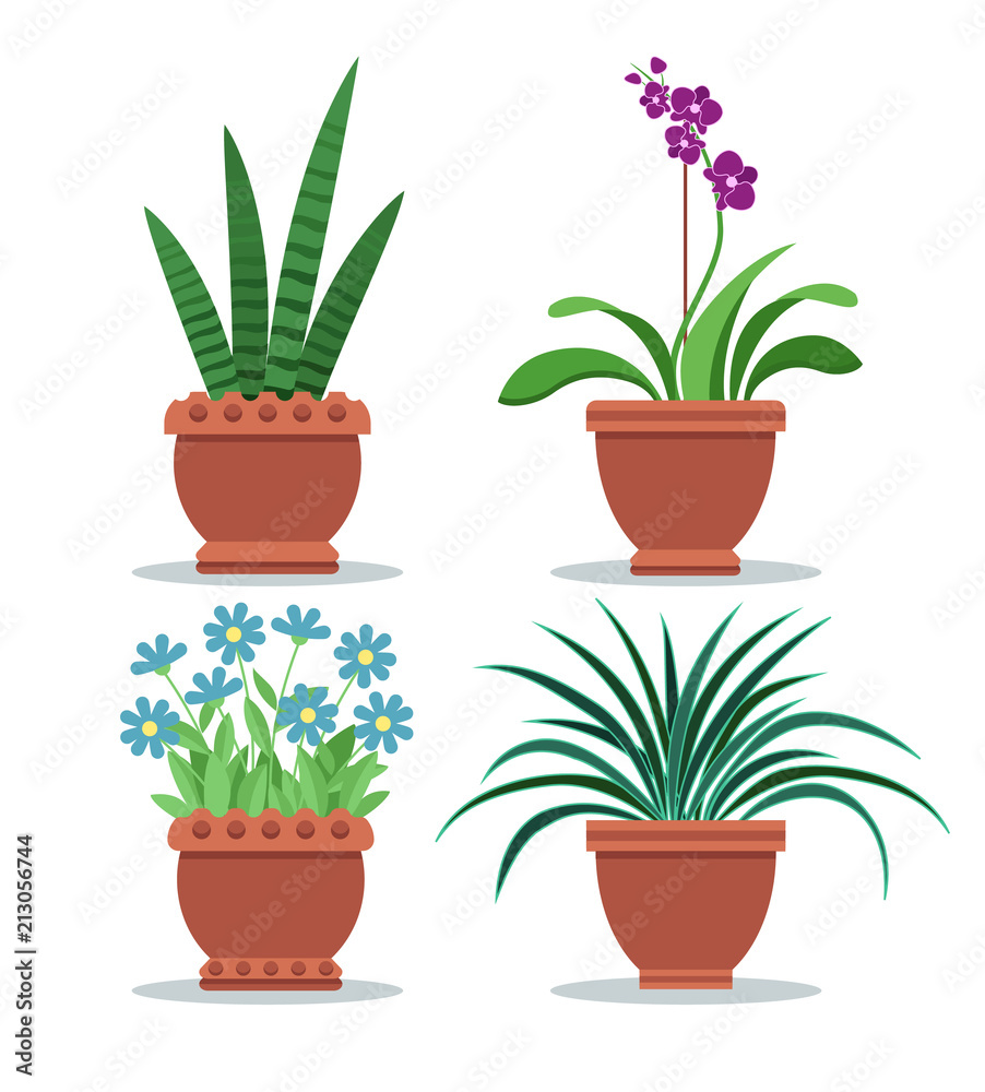 Sansevieria Room Plant Set Vector Illustration Sansevieria Room Plant Set Vector Illustration