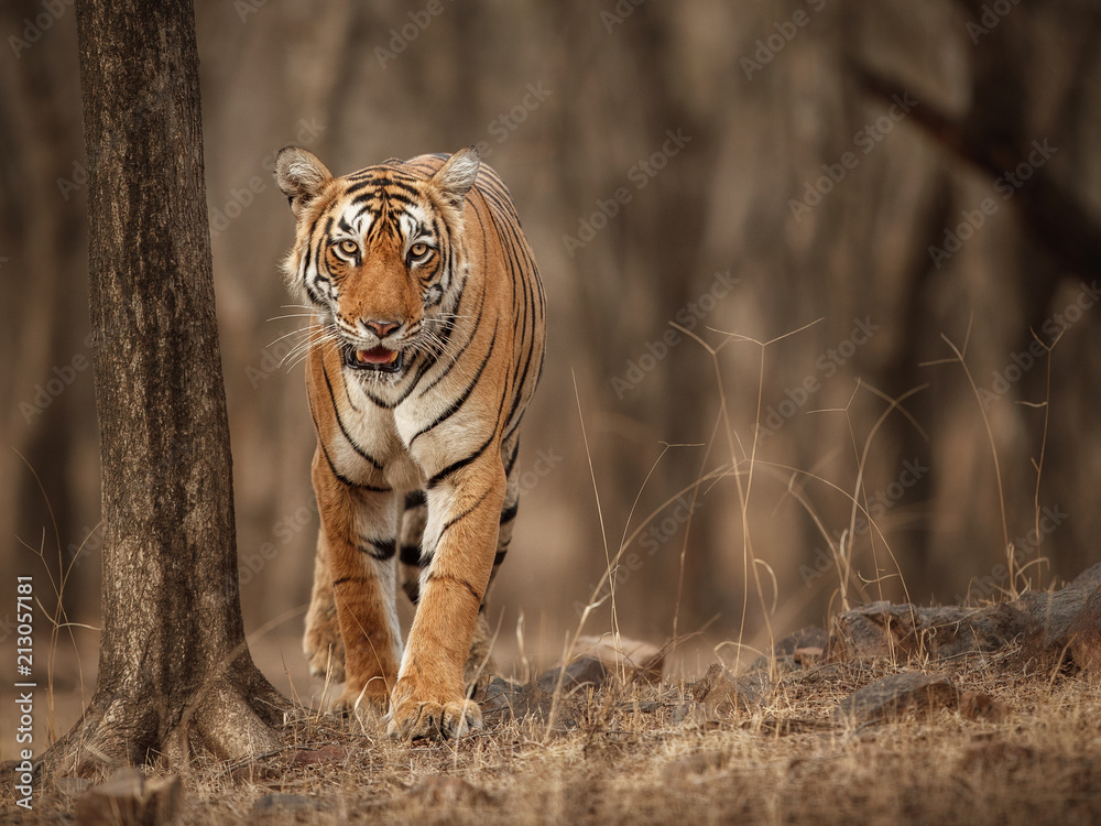 Obraz premium Piękna tygrysica w naturalnym środowisku. Tygrysi spacer w czasie złotego światła. Scena przyrody z niebezpieczeństwem zwierząt. Gorące lato w Indiach. Suchy teren z pięknym indyjskim tygrysem, Panthera tigris tigris