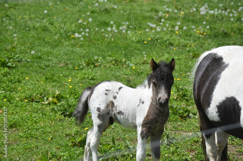 Beautiful Black and White Foal Standing in a Grass Pasture photo