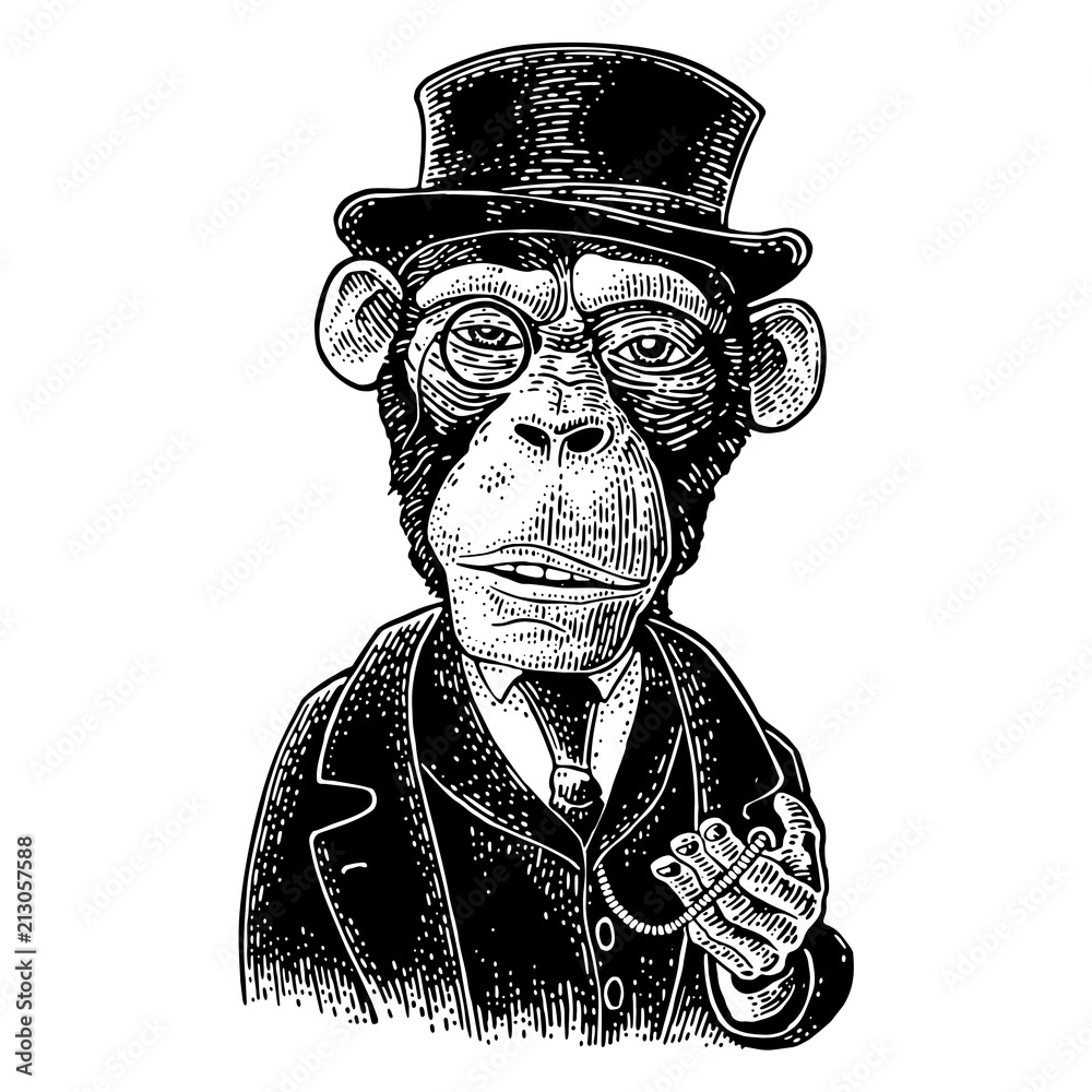 Fototapeta premium Dżentelmen małpa trzymający zegarek i ubrany kapelusz, garnitur. Rytownictwo