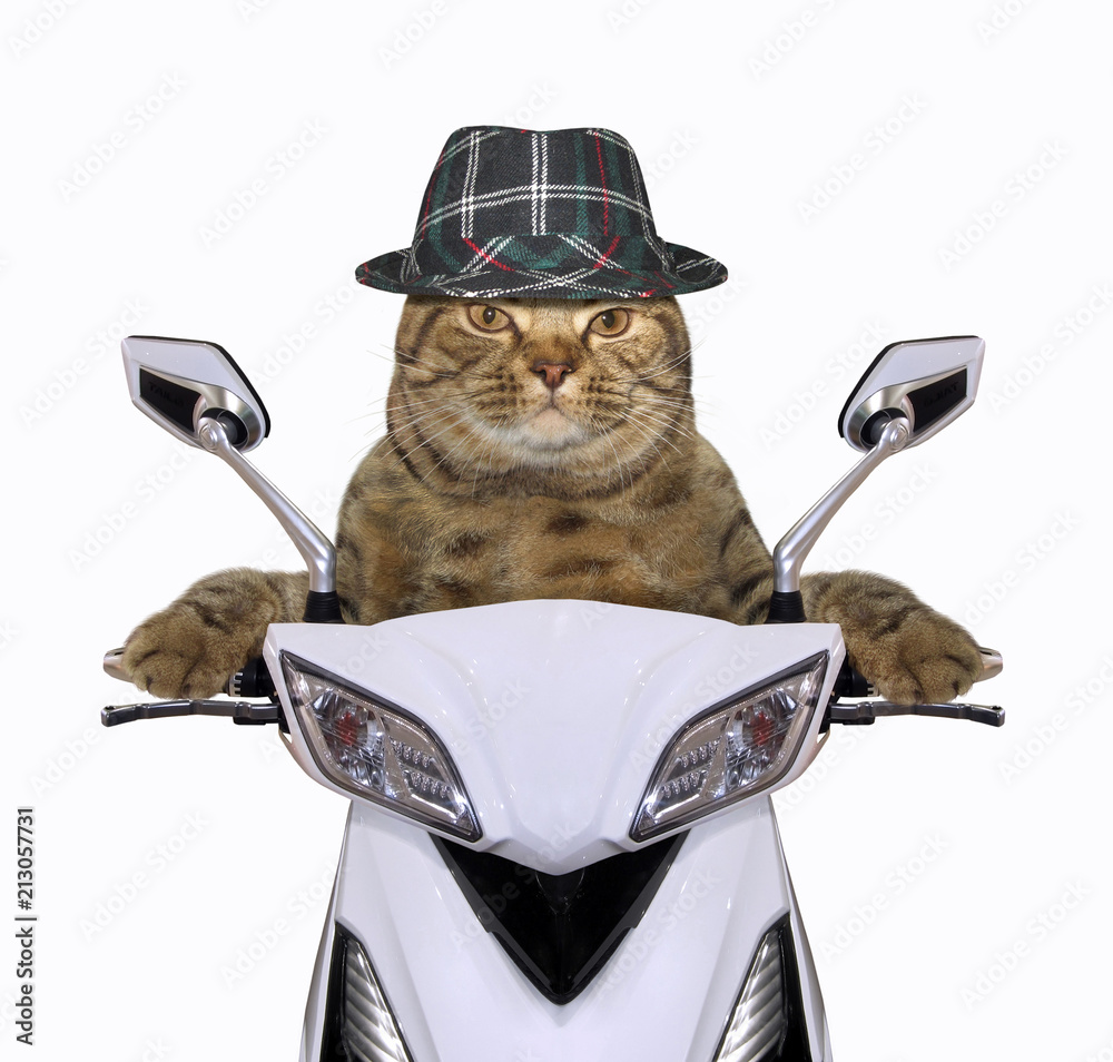 Naklejka premium Fajny kot w kapeluszu jedzie na białym motocyklu.