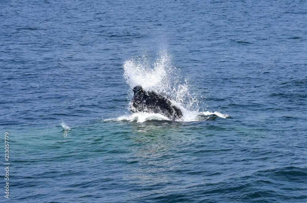 Humpback Whale Surfacing off New England Coast Humpback Whale Surfacing off New England Coast