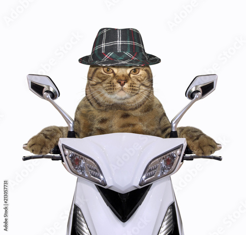 The cool cat in a hat is riding a white motorcycle.