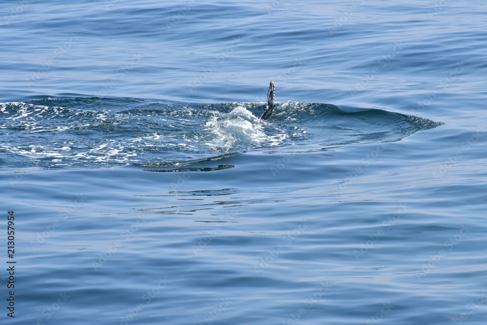 Fototapeta premium Humpback Whale Surfacing off New England Coast