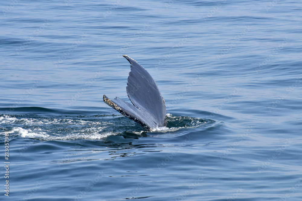 Fototapeta premium Humpback Whale Surfacing off New England Coast