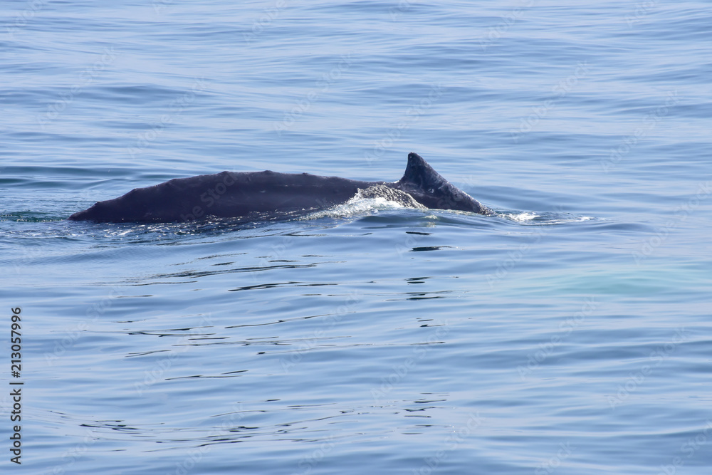 Obraz premium Humpback Whale Surfacing off New England Coast