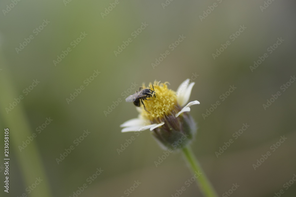 Ant on White petals flowers with isolated background Ant on White petals flowers with isolated background
