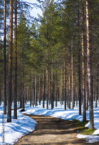 Chemin forestier à Yi-Siurua, Laponia, Finlande