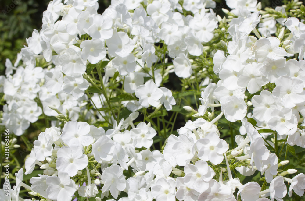 white phlox background white phlox background