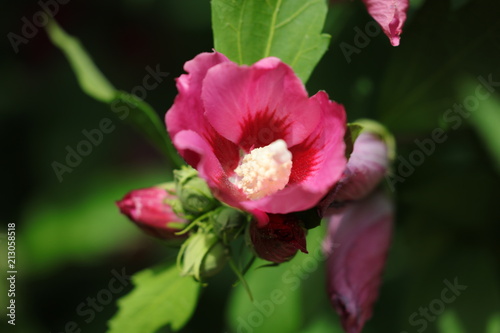 Hibiskus Bl  hend