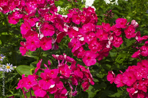 pink phlox background