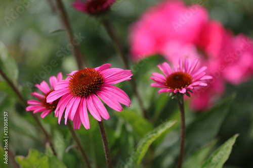 Fotografie Sonnenhut Blühend-Sommer
