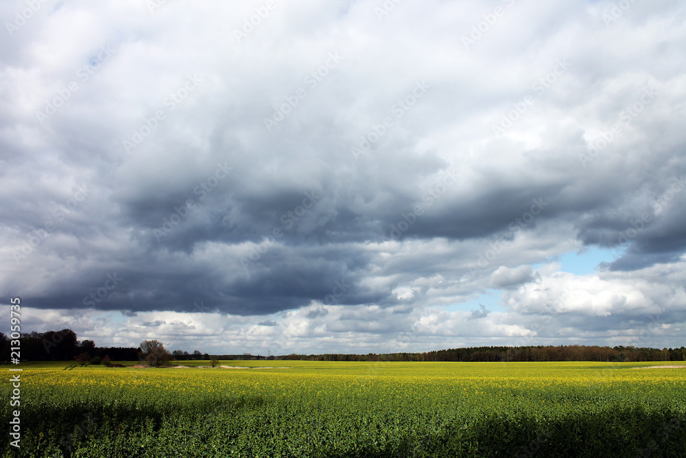 Rapsfeld mit bewölktem Himmel Rapsfeld mit bewölktem Himmel