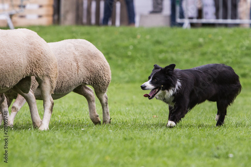 demonstration of a border collie at the work of the sheep in belgium