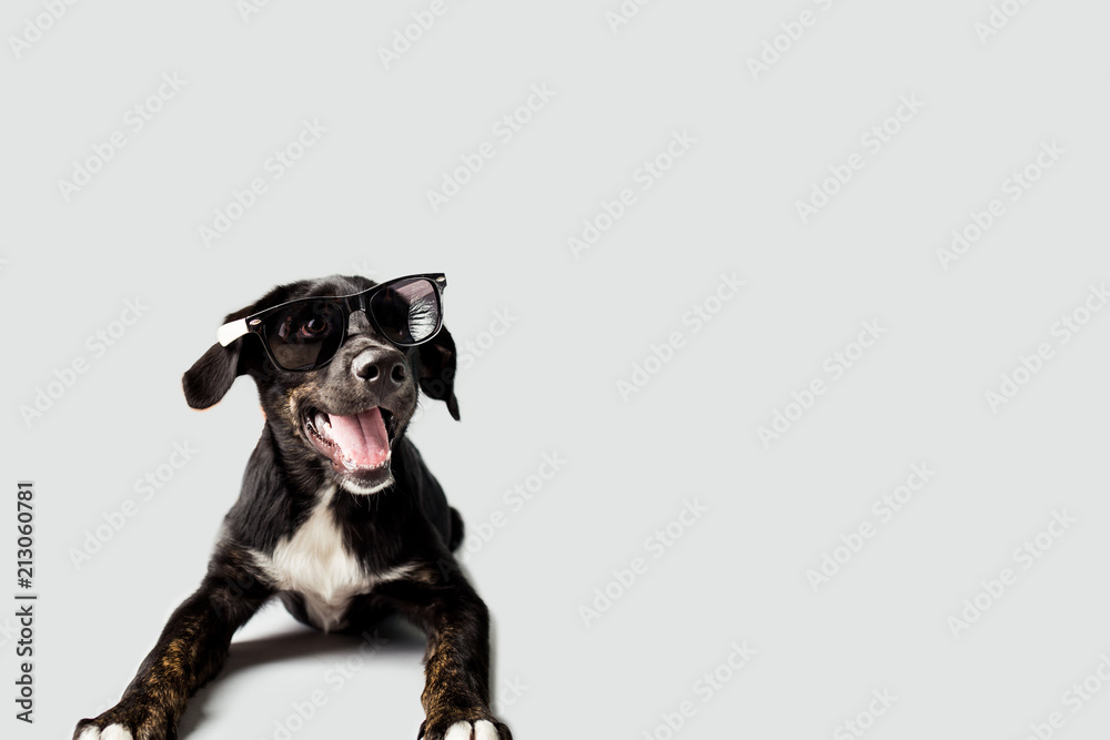 Dog wearing Sun Glasses