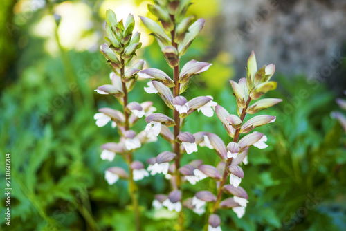 spring flowers