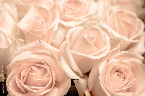 A bouquet of beige roses close-up 