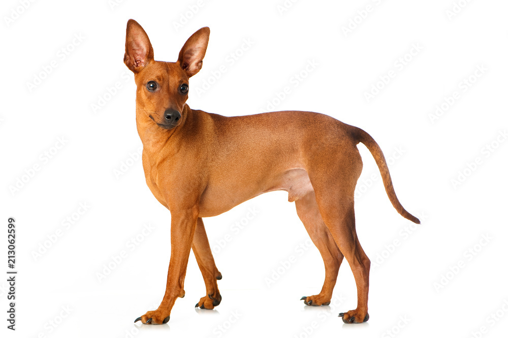 Stehender Zwergpinscher isoliert auf weißem Grund Stehender Zwergpinscher isoliert auf weißem Grund