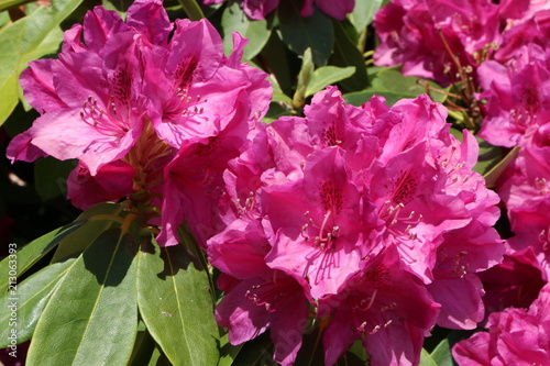 Garden Season, Rhododendron, Garten © vulkanismus