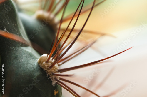 cactus with large needles  close-ups