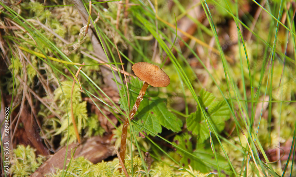 Forest mushroom in the grass. Gathering mushrooms. Moss and cloudberry leafs Forest mushroom in the grass. Gathering mushrooms. Moss and cloudberry leafs