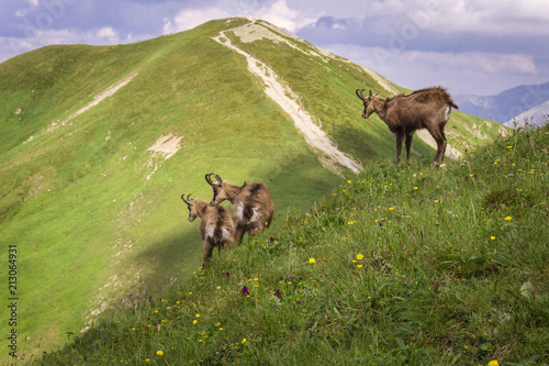 Tatra Chamois   Rupicapra rupicapra tatrica  . Tatra Mountains. Poland.