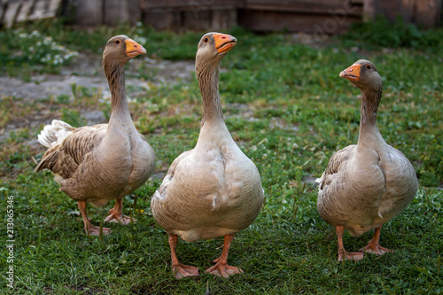 Geese. Poultry on the farm. Photo in the open air