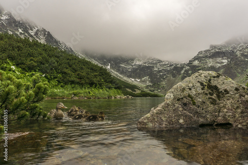 Ducks in a beautiful clean mountain lake. Black Pond Gasienicowy. Tatra Mountains. Poland.