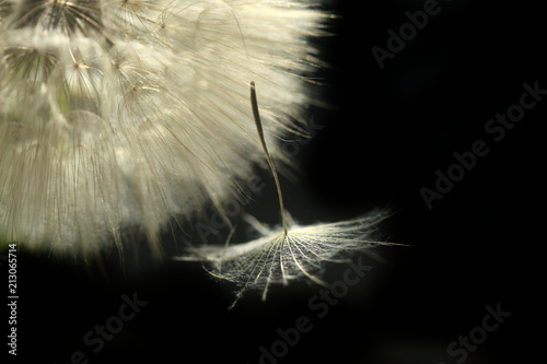Fototapeta Naklejka Na Ścianę i Meble -  fluffy dandelion on black background