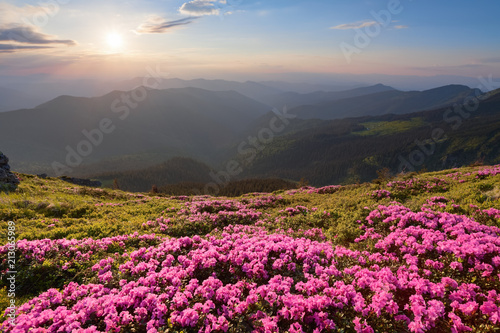 Green valley high on the mountains in summer day is spangled with many nice pink rhododendrons. The sunset with rays illuminates the horizon.