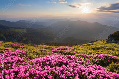 Green valley high on the mountains in summer day is spangled with many nice pink rhododendrons. The sunset with rays illuminates the horizon.