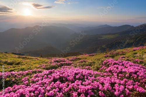 From the lawn covered with marvelous pink rhododendrons the picturesque view is opened to high mountains  valley  pink sky in sunny day. The sunset illuminates the horizon.