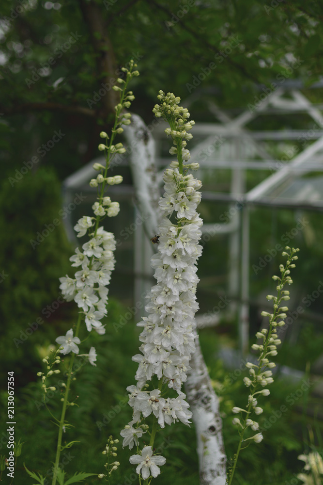 White Delphiniums in a summer garden on a green background