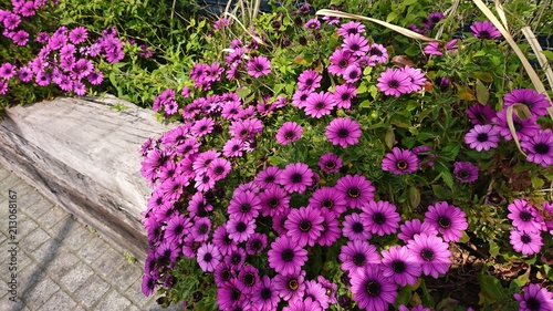 Wallpaper Mural Flowers  Torontodigital.ca