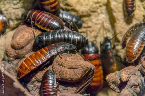 Madagascar hissing cockroaches © PRILL Mediendesign