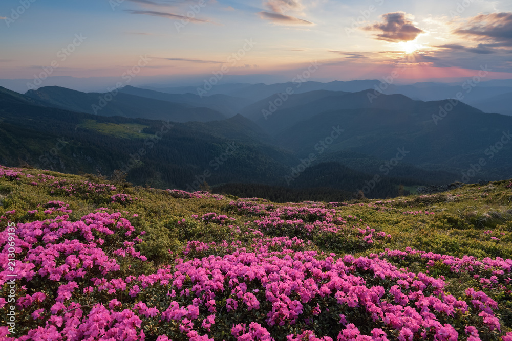 Fototapeta premium From the lawn covered with marvelous pink rhododendrons the picturesque view is opened to high mountains, valley, pink sky in sunny day. The sunset illuminates the horizon.
