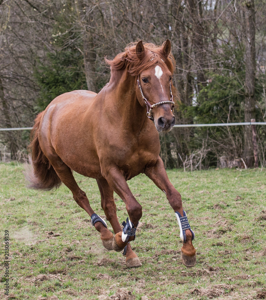 portrait of horses living in belgium portrait of horses living in belgium
