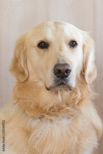 Golden Retrievers dog portrait living in Belgium
