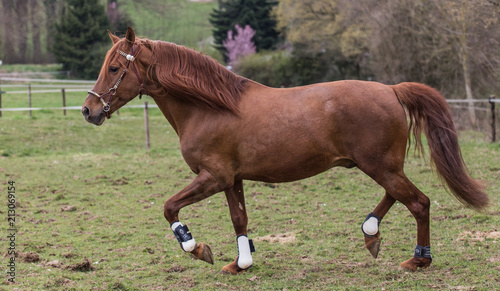 portrait of horses living in belgium