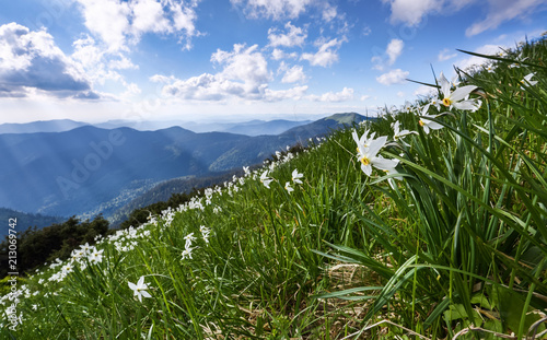 Fototapeta Naklejka Na Ścianę i Meble -  Landscape with beautiful daffodils in the green grass. The rays of the sun poke through the white clouds. High mountains in haze on the horizon.