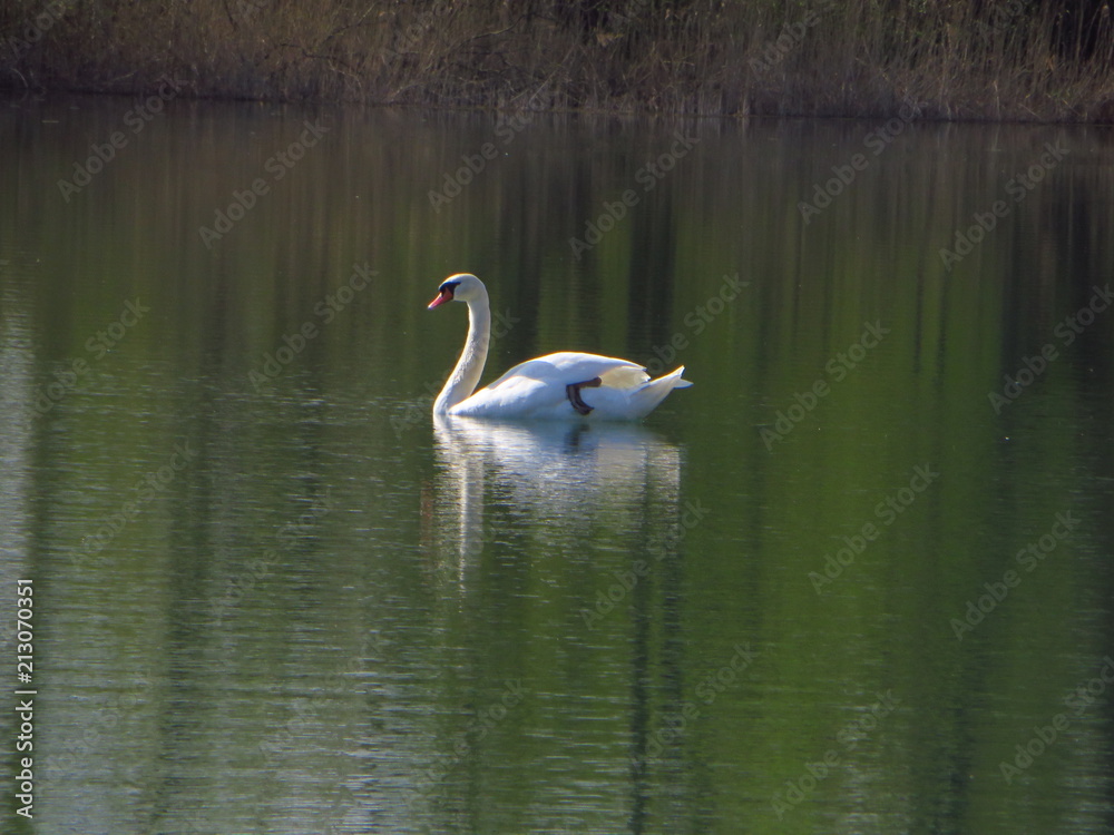 Schwan Schwan