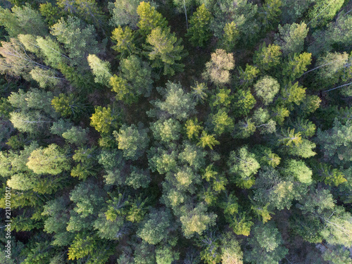 Aerial view of boreal forest or taiga forest