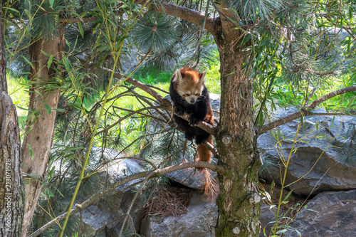 Red Panda