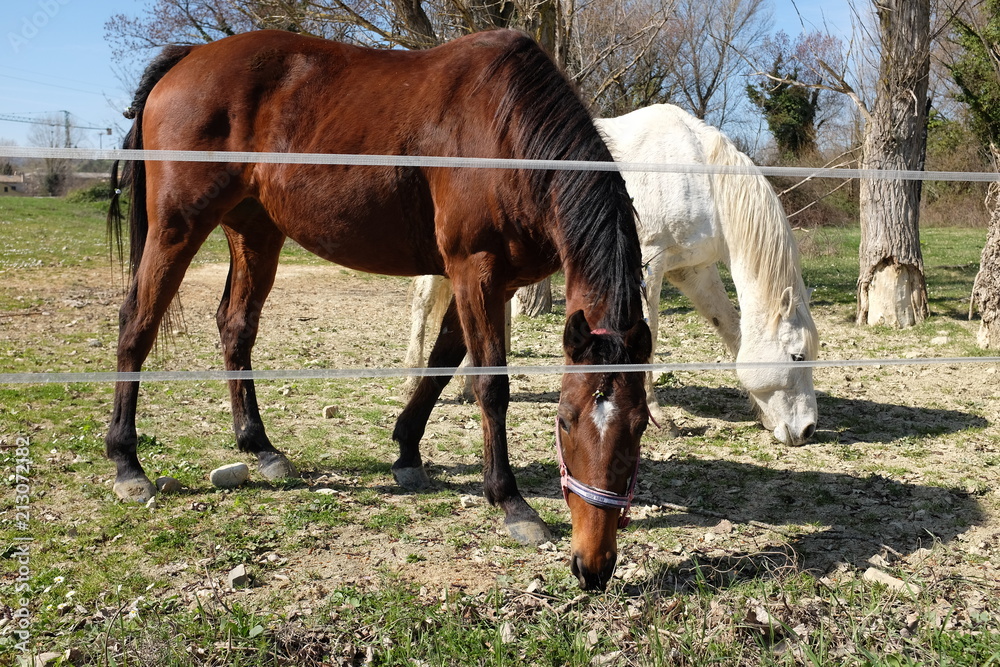 Fototapeta premium cavalli in campagna