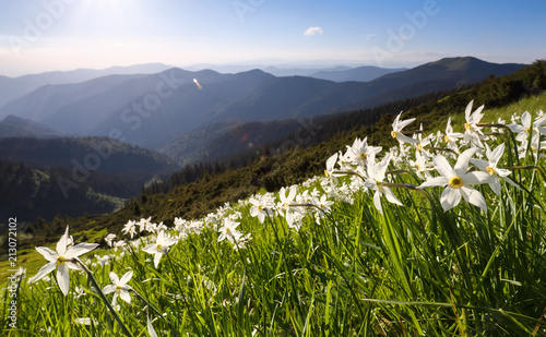 Fototapeta Naklejka Na Ścianę i Meble -  Landscape with beautiful daffodils in the green grass. High mountains in haze on the horizon. Summer day. Location the Carpathian Mountains, Ukraine, Europe, Marmarosy.