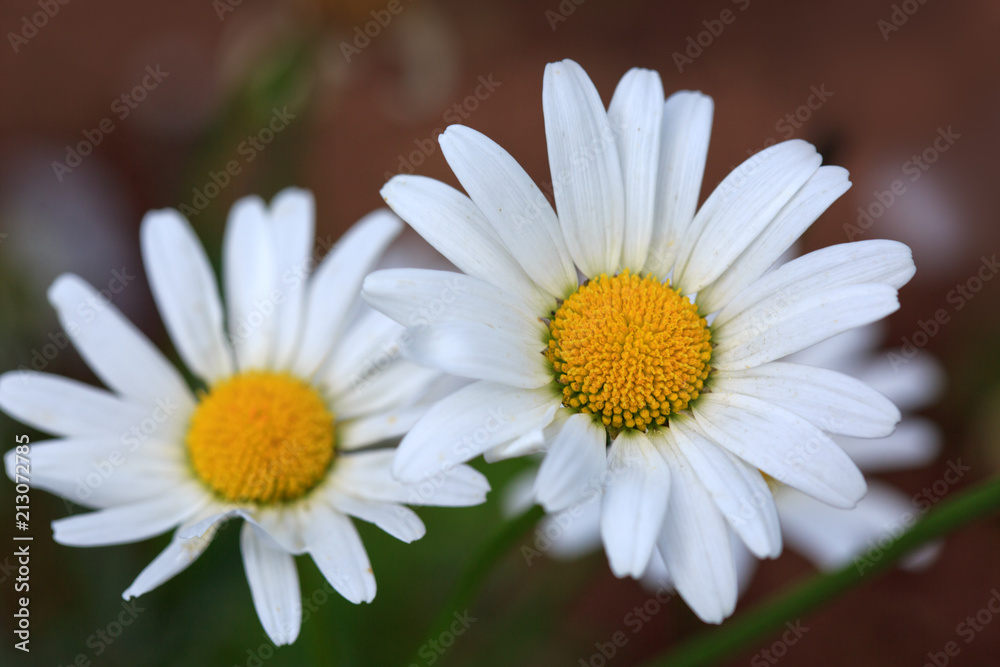 Macro Shot of white daisy flower in sunset light. Macro Shot of white daisy flower in sunset light.