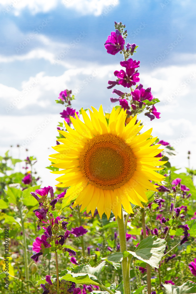 Fototapeta premium Fröhliche Sommerblumen