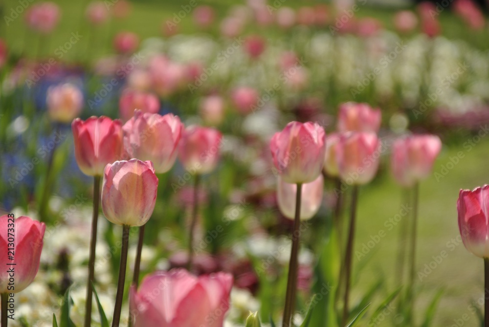 pink tulips in an English garden pink tulips in an English garden