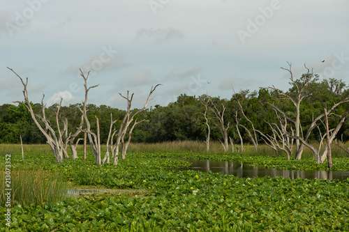 Cuadro en lienzo Dead Trees in Wetlands